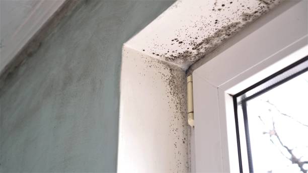 Best Commercial Mold Removal  in Web, AL