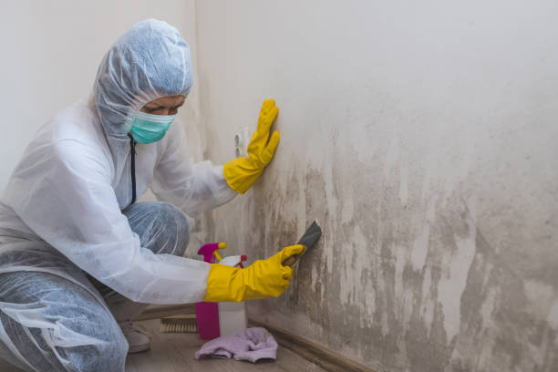 Best Mold Removal Specialists  in Web, AL