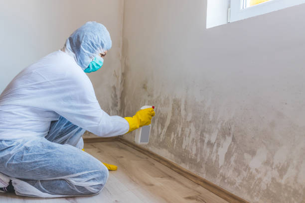 Best Mold Damage Repair  in Web, AL