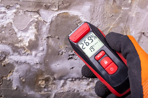 Office Mold Removal Services in Web, AL