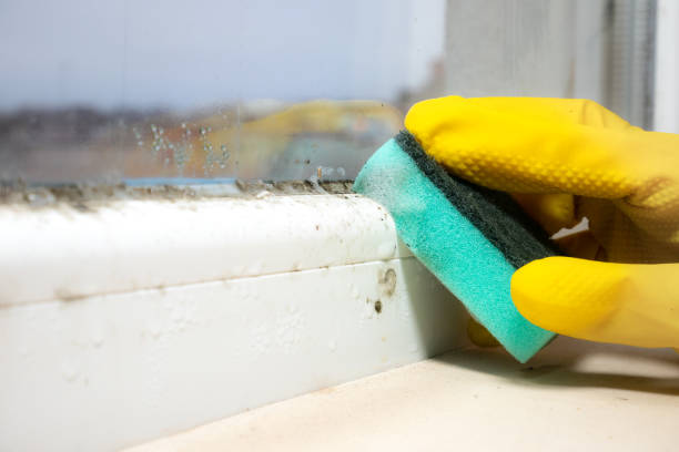 Best Residential Mold Removal  in Web, AL