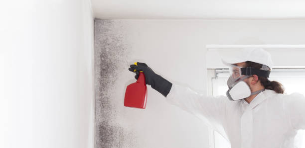 Best Black Mold Removal  in Web, AL