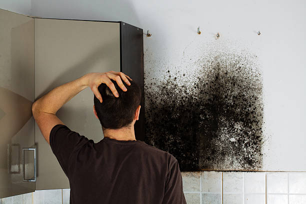 Reliable Web, AL Mold Removal Solutions