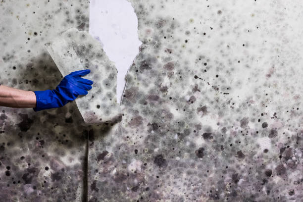 Best Crawl Space Mold Removal  in Web, AL
