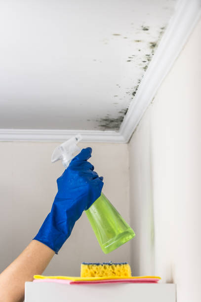 Best Mold Removal Company Near Me  in Web, AL